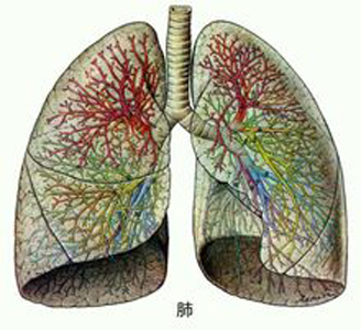 肺氣不足易氣短，人到中年要補(bǔ)肺