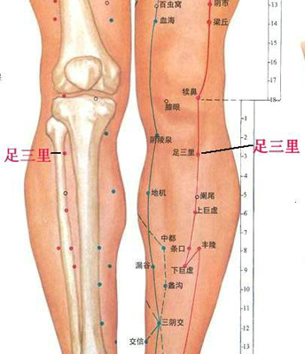 足三里穴，增強(qiáng)脾胃功能好助手