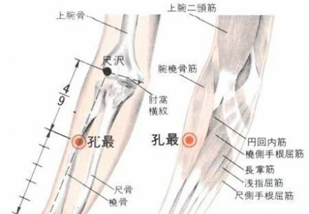 孔最穴→治咳嗽、氣喘