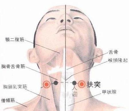 扶突穴→治干咳、氣喘