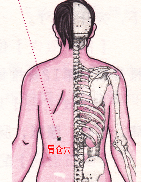 胃倉穴→健脾和胃