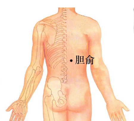 膽俞穴→治黃疸、口苦