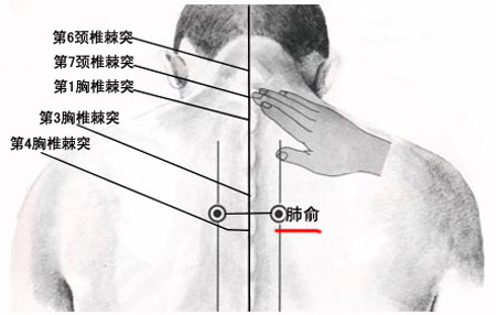 肺俞穴→治咳嗽、氣喘