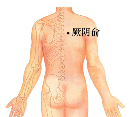 厥陰俞穴→治咳嗽、心痛