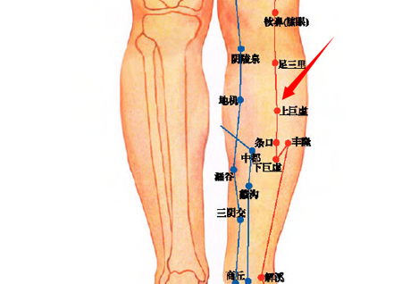 上巨虛穴→治腸鳴、腹痛