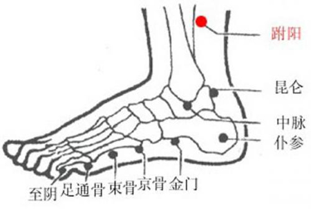 跗陽穴→治頭痛、腰骶痛