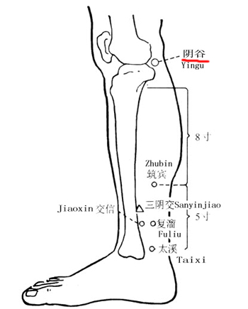 陰谷穴→治陽(yáng)痿、疝痛