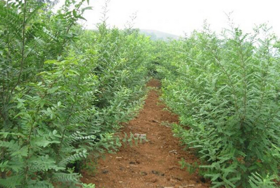 河南南召打造中藥材種植加工基地