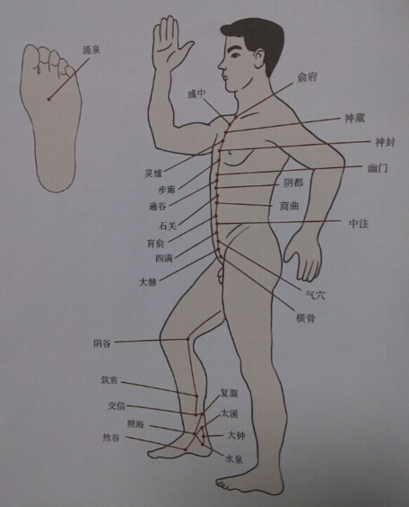 足少陰腎經(jīng)拔罐線路