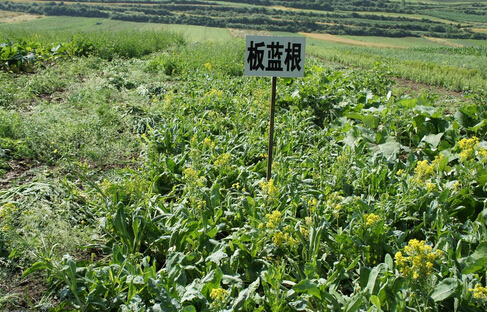 利好政策出臺 中藥材種植產業(yè)或迎來爆發(fā)點