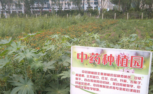 市衛(wèi)生計生委赴鄂倫春旗考察調(diào)研中藥材種植項目