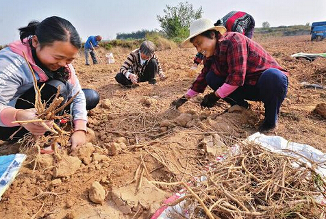 承德中關(guān)村共建中藥材種植示范基地