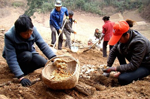 寧強大安后林中藥材種植合作社大力發(fā)展富民產(chǎn)業(yè)