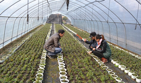 甘肅中藥材種植面積和產(chǎn)量均居全國(guó)第一