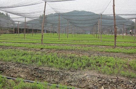 定西隴西建設(shè)千畝中藥材種植基地