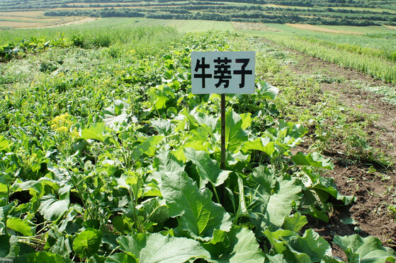 浙江溫州青田縣發(fā)展生態(tài)中藥材種植