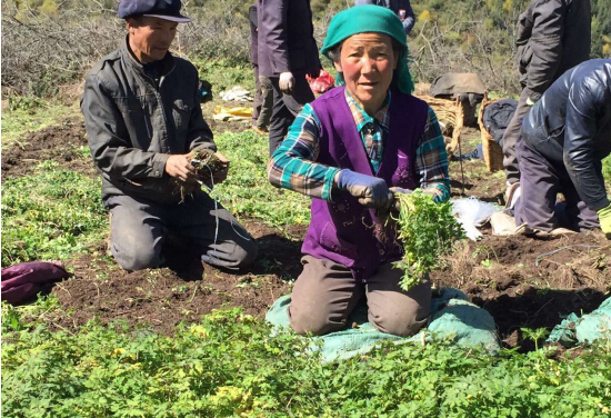 不安全中藥材反“致病” 無限極中草藥科學(xué)種植守護凈土