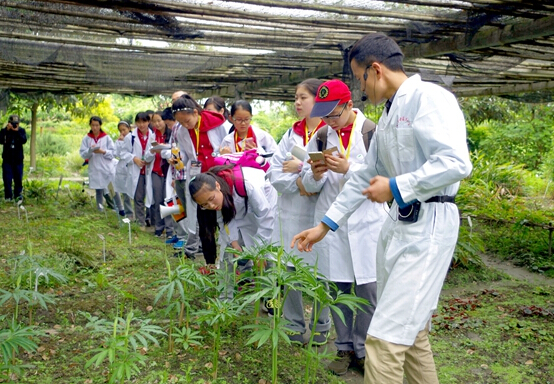 成都市泡桐樹中學(xué)82名中學(xué)生進(jìn)入藥用植物園尋找指定中草藥