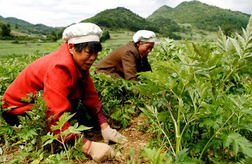 中藥材種植：都有哪些中藥材除草劑？