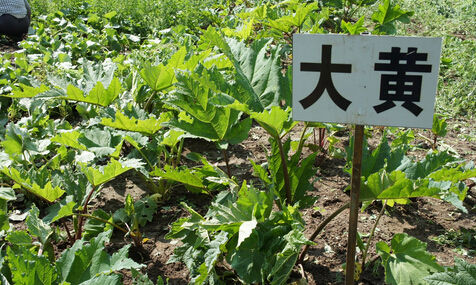 平江縣： 中藥材種植打開致富門