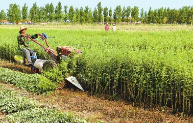 靖遠(yuǎn)縣立足資源稟賦優(yōu)勢大力種植中藥材