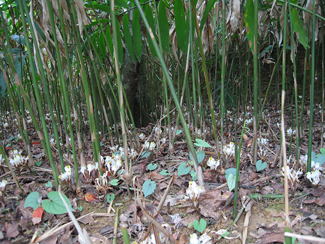 砂仁原植物