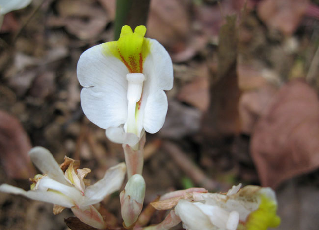 春砂仁花