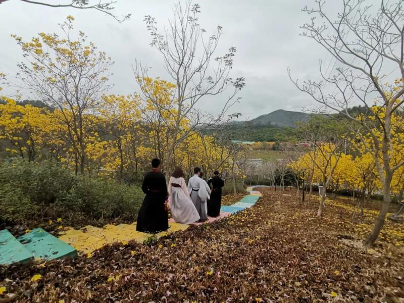 漫步風鈴花海