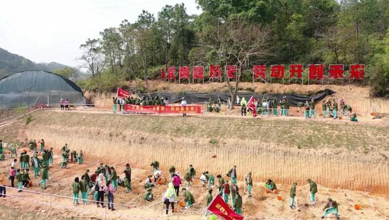 勞動實踐：種植艾草