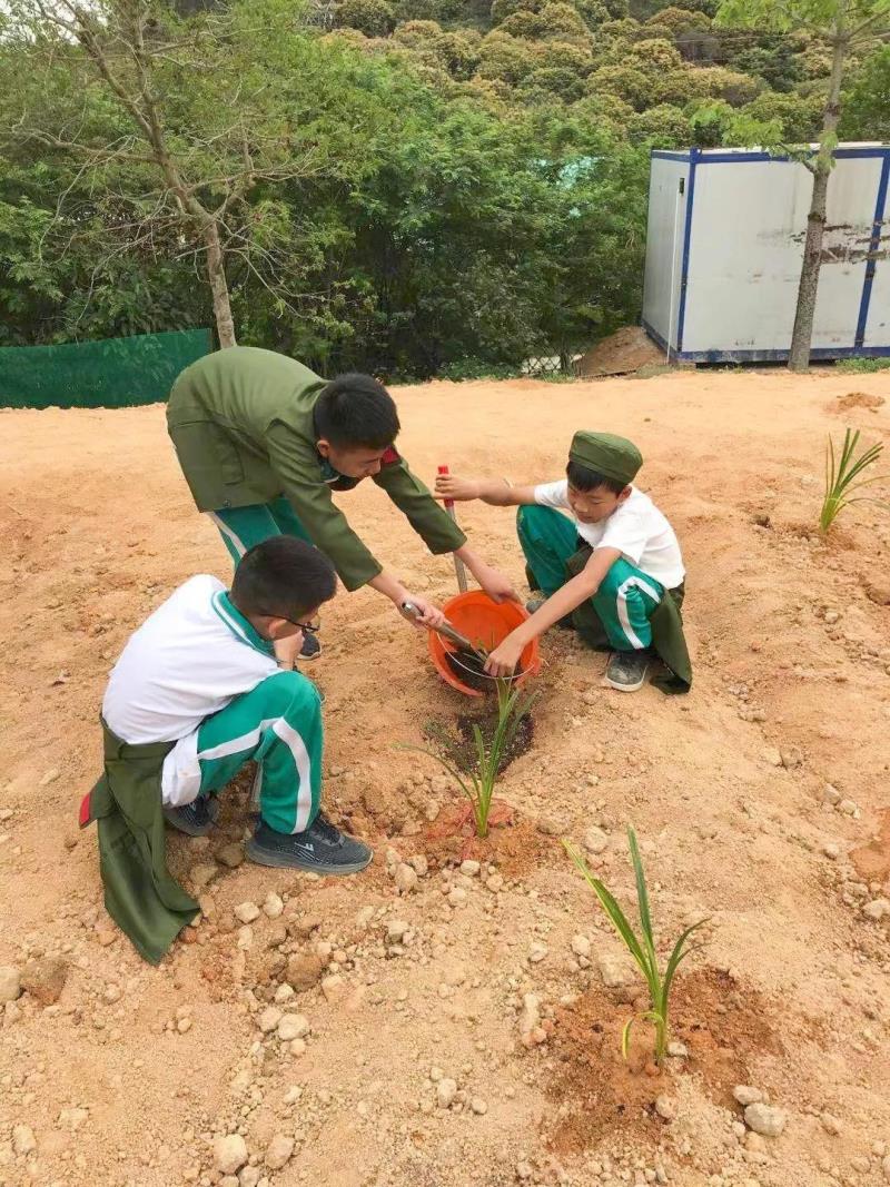 勞動(dòng)實(shí)踐：種植藥苗