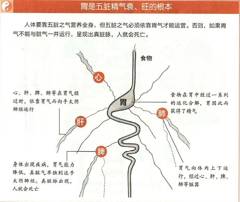 胃有什么重要性？