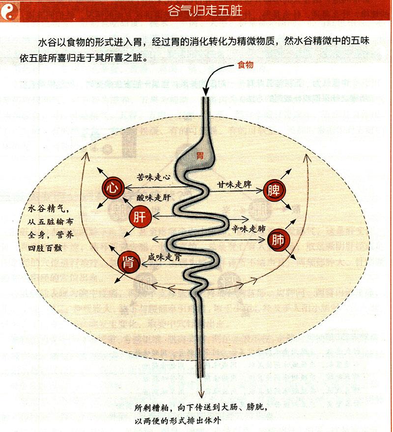 食物在體內(nèi)如何運(yùn)化？