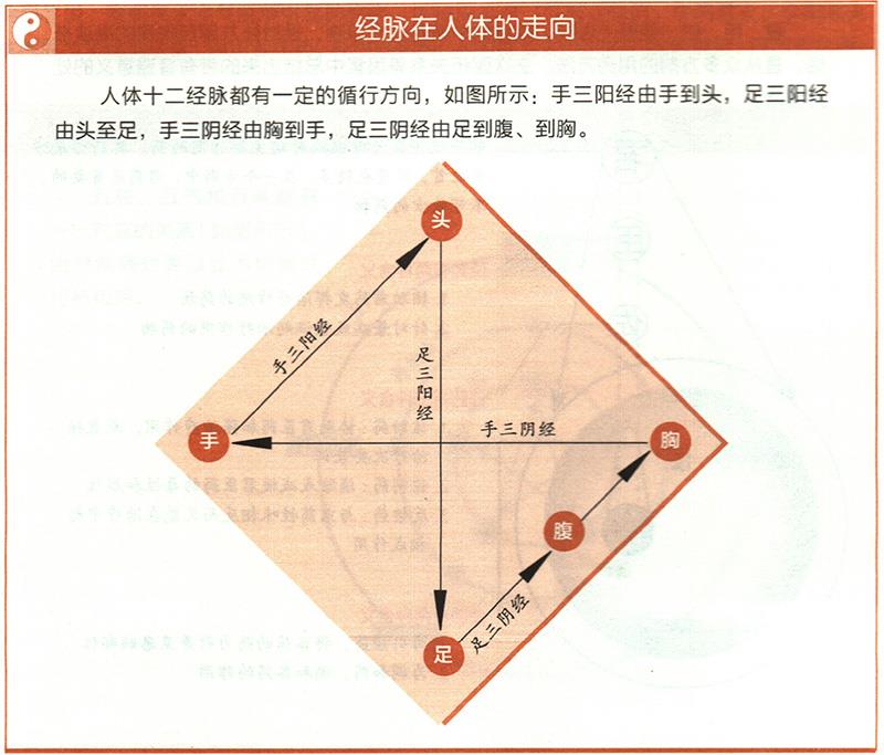 十二經(jīng)脈的起止點分別在哪里？