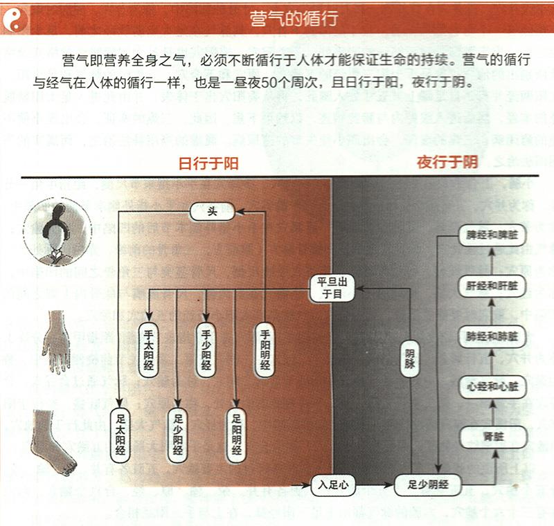 營氣在體內(nèi)是如何循環(huán)的？