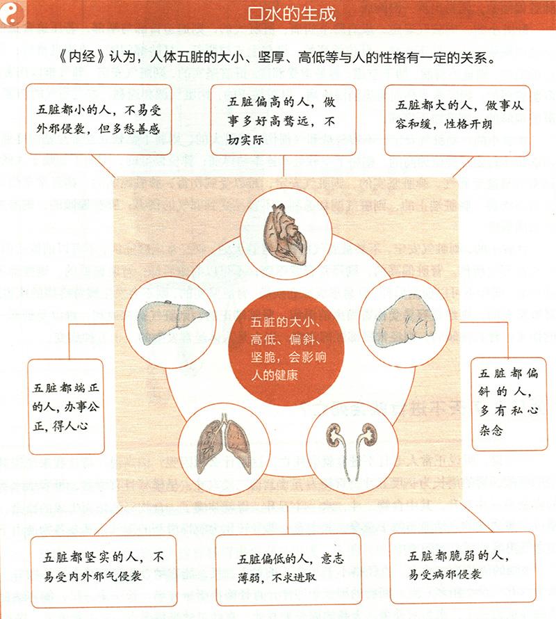 你知道自己臟腑的大小嗎？