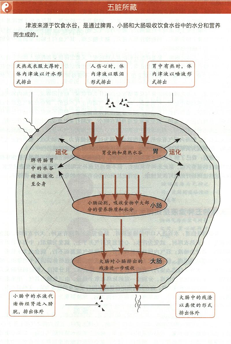 人體的五種津液是如何生成的？