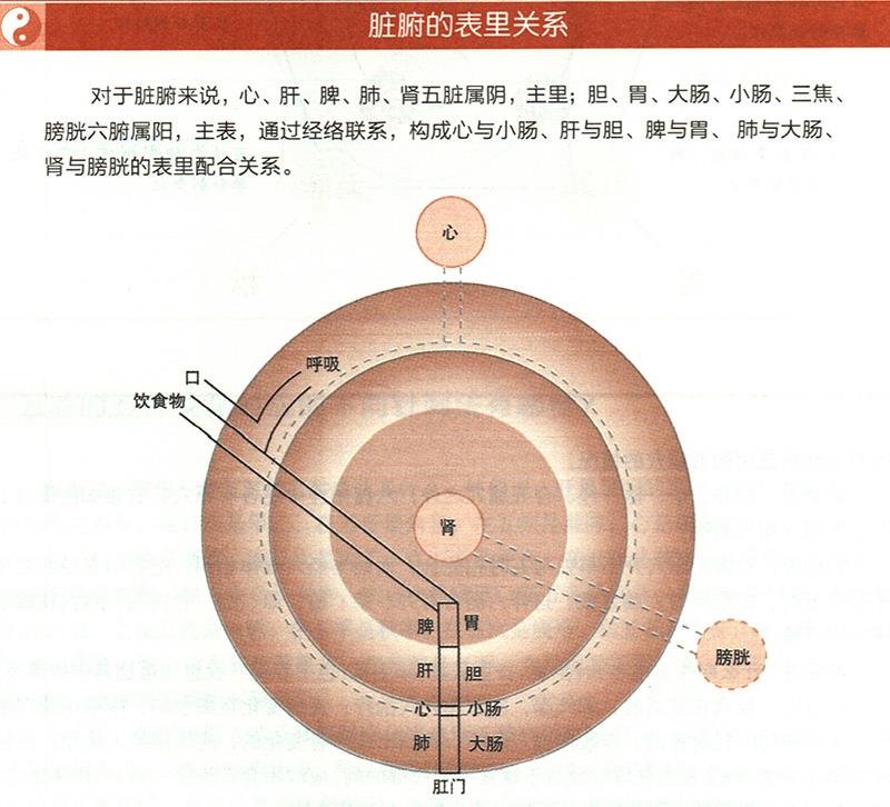 臟腑與各組織之間是什么關(guān)系？